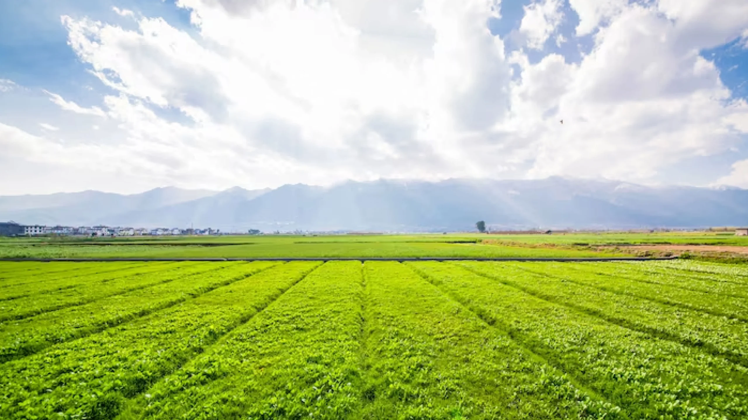 Dhone Patil Developers